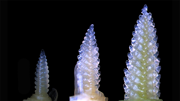 コムギの穂がかたち作られていく様子です。
この美しい植物を顕微鏡で観察している時間は研究室で最も幸せな時間かもしれません。
