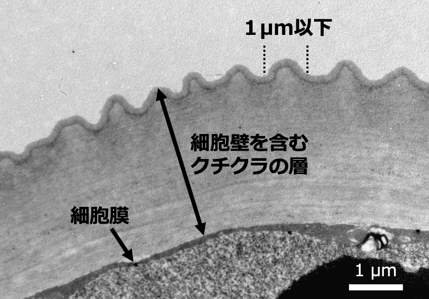 構造色を持つ花弁細胞の断面。1マイクロメートル以下の微細な凹凸構造が形成されている。