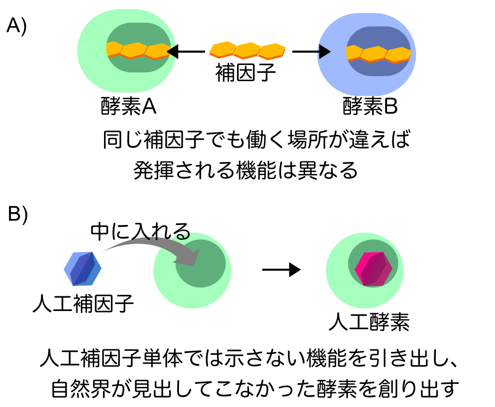 (A)酵素と補因子 (B)人工酵素研究
