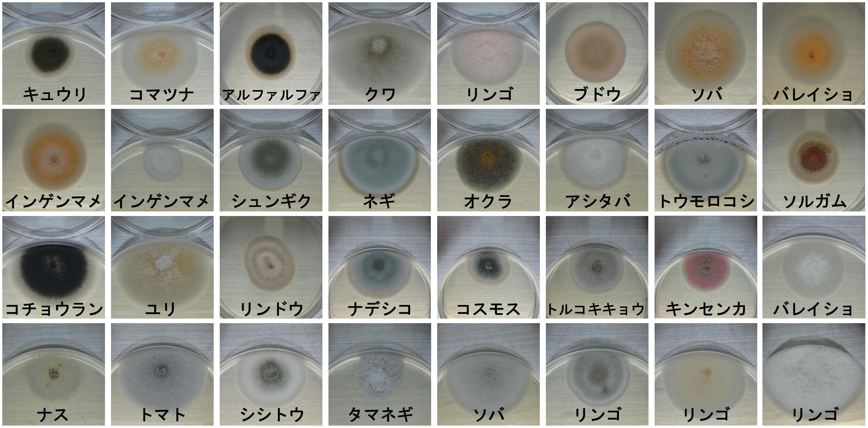様々な罹病植物から分離された炭疽病菌株(固形培地上で生育させたコロニーの様子)