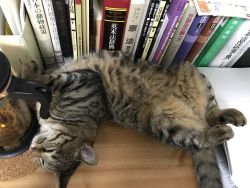 研究活動を自宅から支援してくれている猫