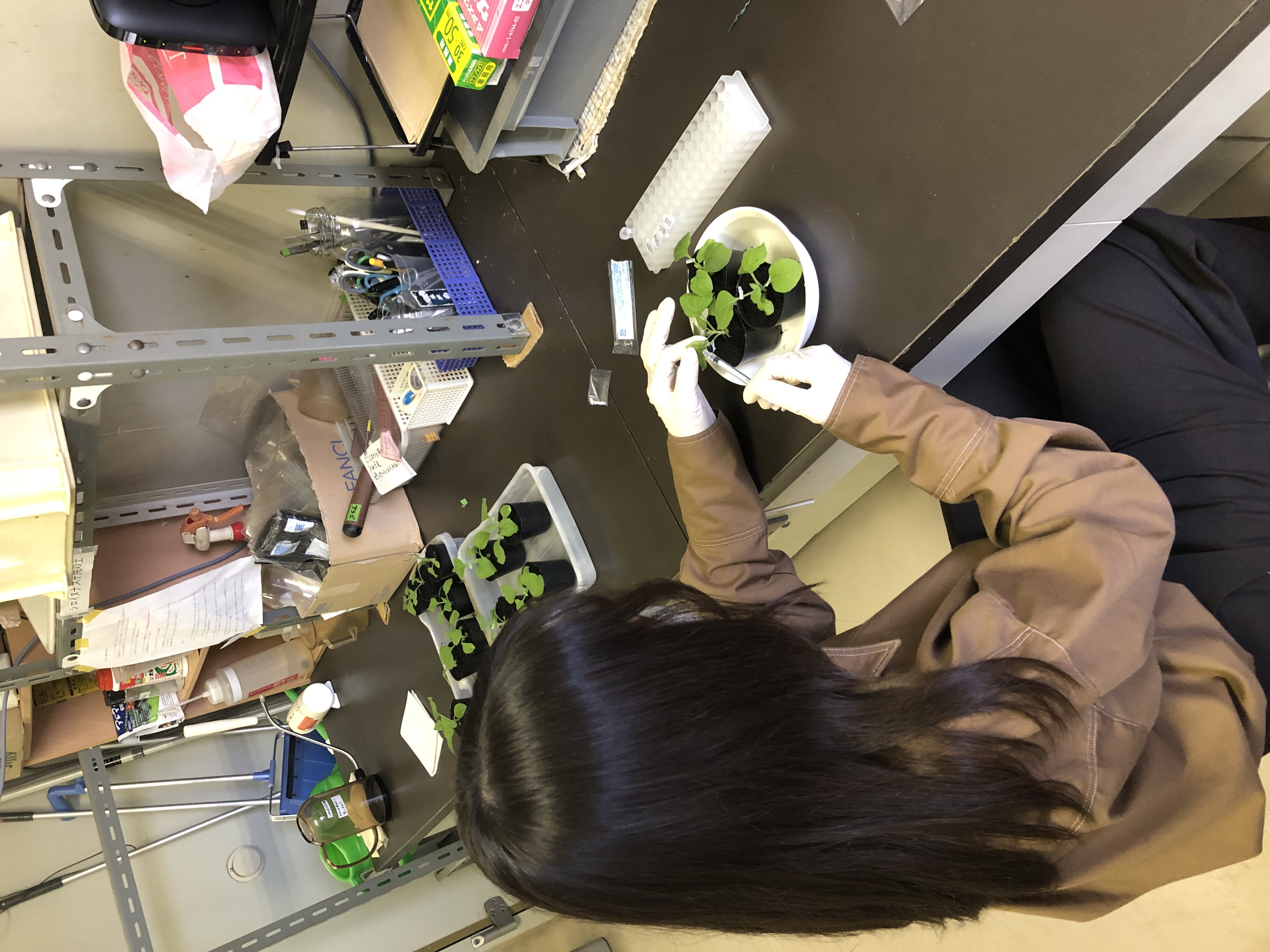 タバコで目的のタンパク質を作らせるための実験。蛍光タンパク質を作らせて、核や細胞質などの細胞内のどこに存在するかを調べます。