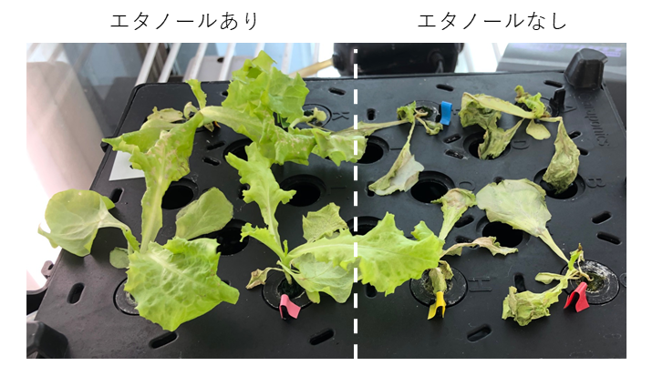 エタノールを処理したレタスと、無処理のレタス。高温ストレスにさらすと、エタノールを処理したレタスは生存することができますが、無処理のレタスは枯死してしまいます。