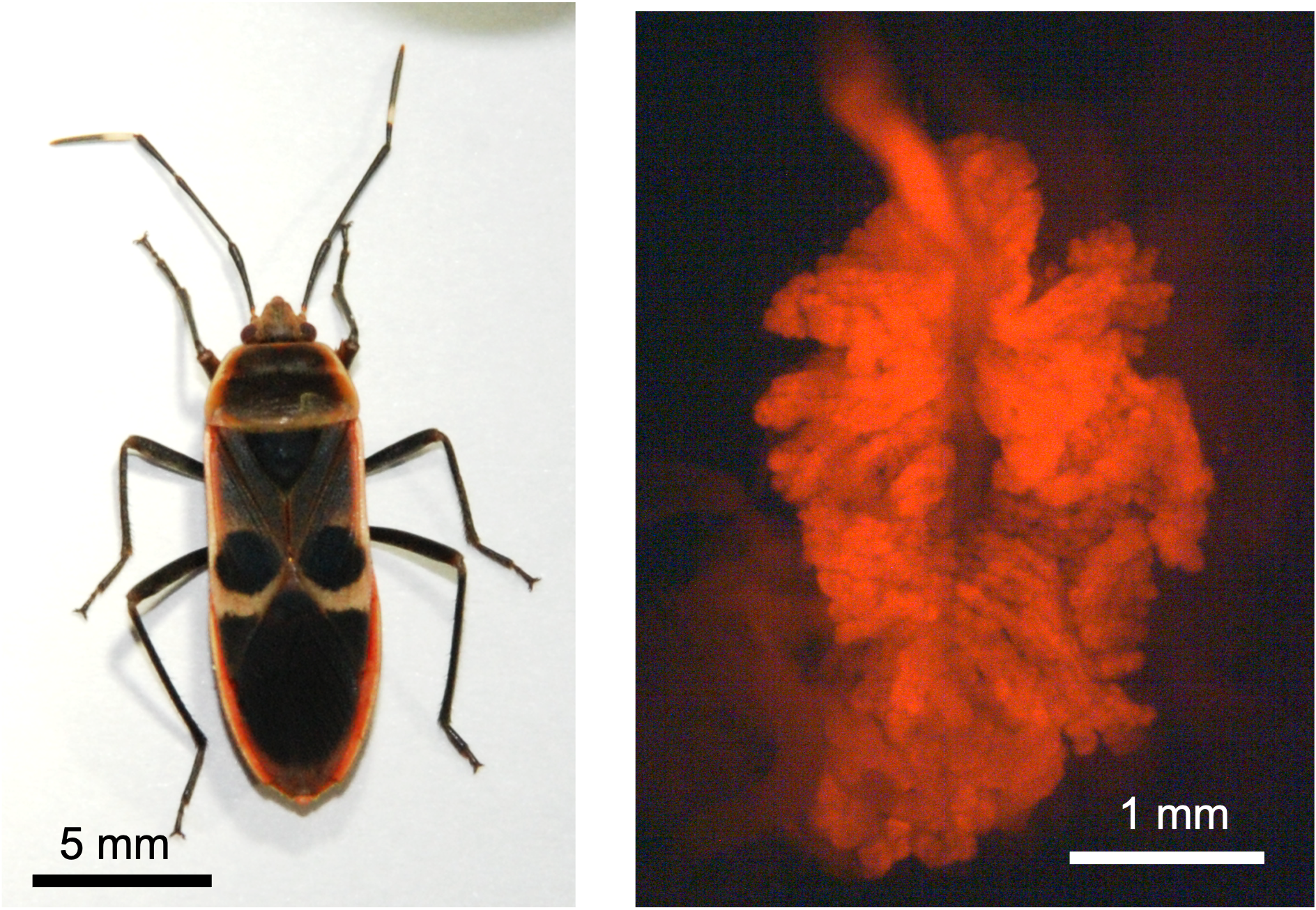 研究対象のカメムシ(左)と赤色蛍光タンパク質を発現する遺伝子組換え共生細菌を感染させたカメムシ消化管(右)