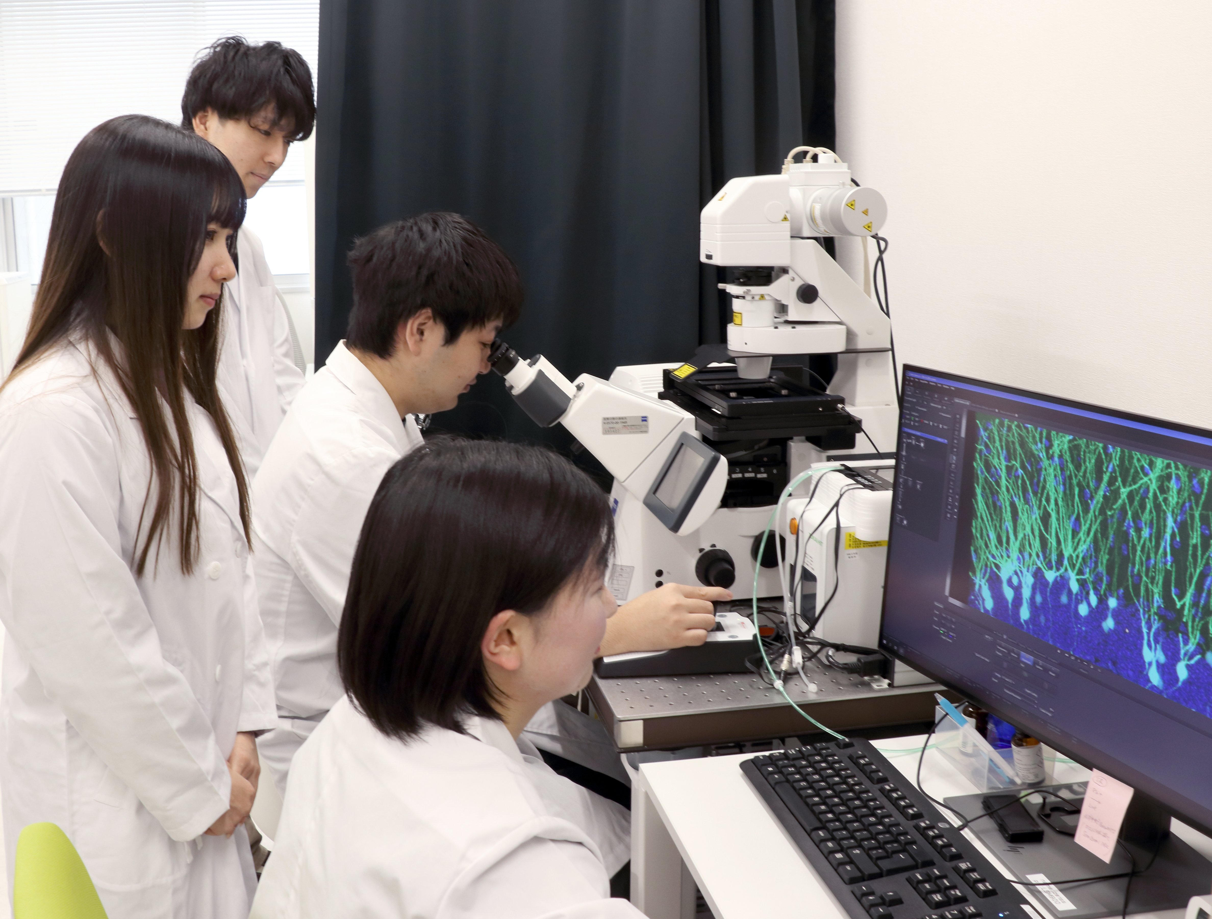 顕微鏡でマウスの脳内の細胞(ニューロン)を観察しています。