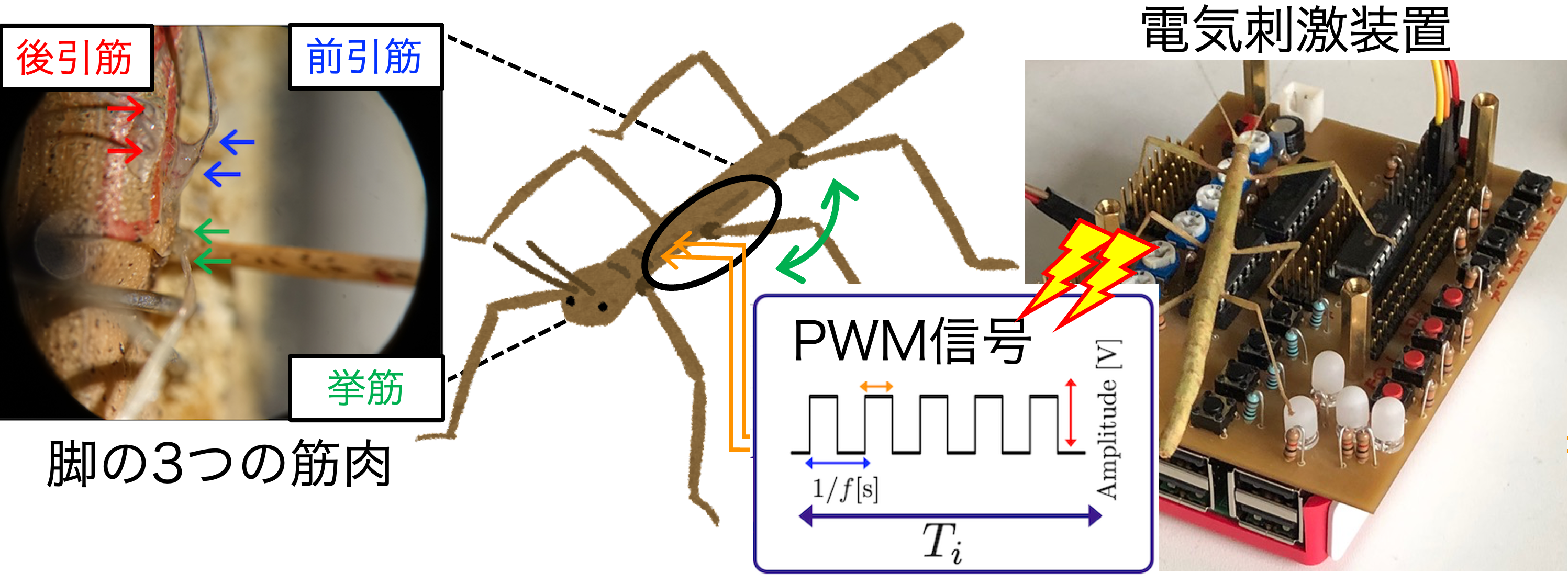 電気刺激装置を使って、生き物の筋肉をコントロール（ハッキング）することで、その動きのメカニズムを理解する研究です。