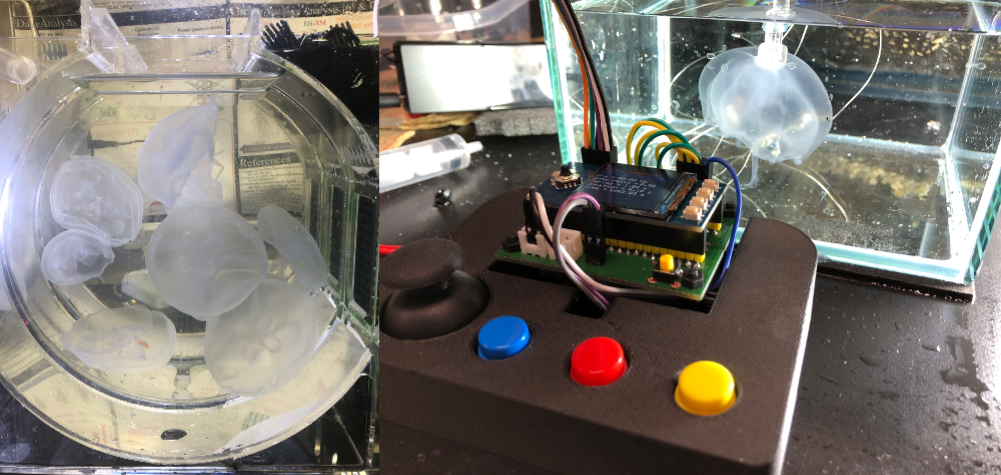 左：ミズクラゲ（山形県鶴岡市加茂水族館より提供）の専用飼育水槽。右：リモコンから電気信号を送信し、クラゲの動きをコントロールします。