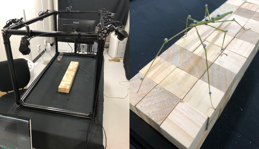 左：昆虫の歩行を分析するモーションキャプチャー装置。右：ナナフシにマーカーを貼り、脚の動きを分析します。