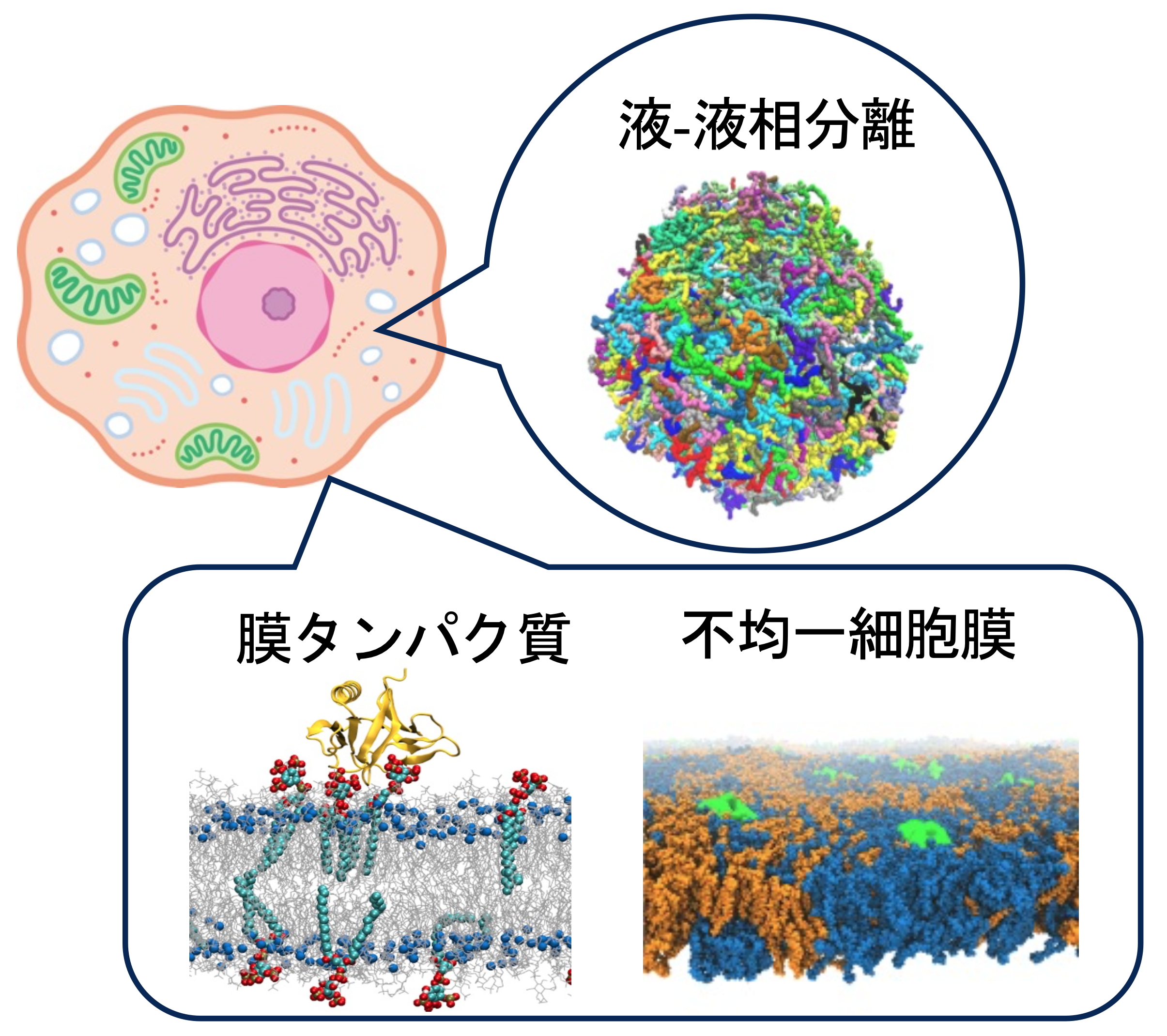 生体分子のMD計算結果のスナップショットです。