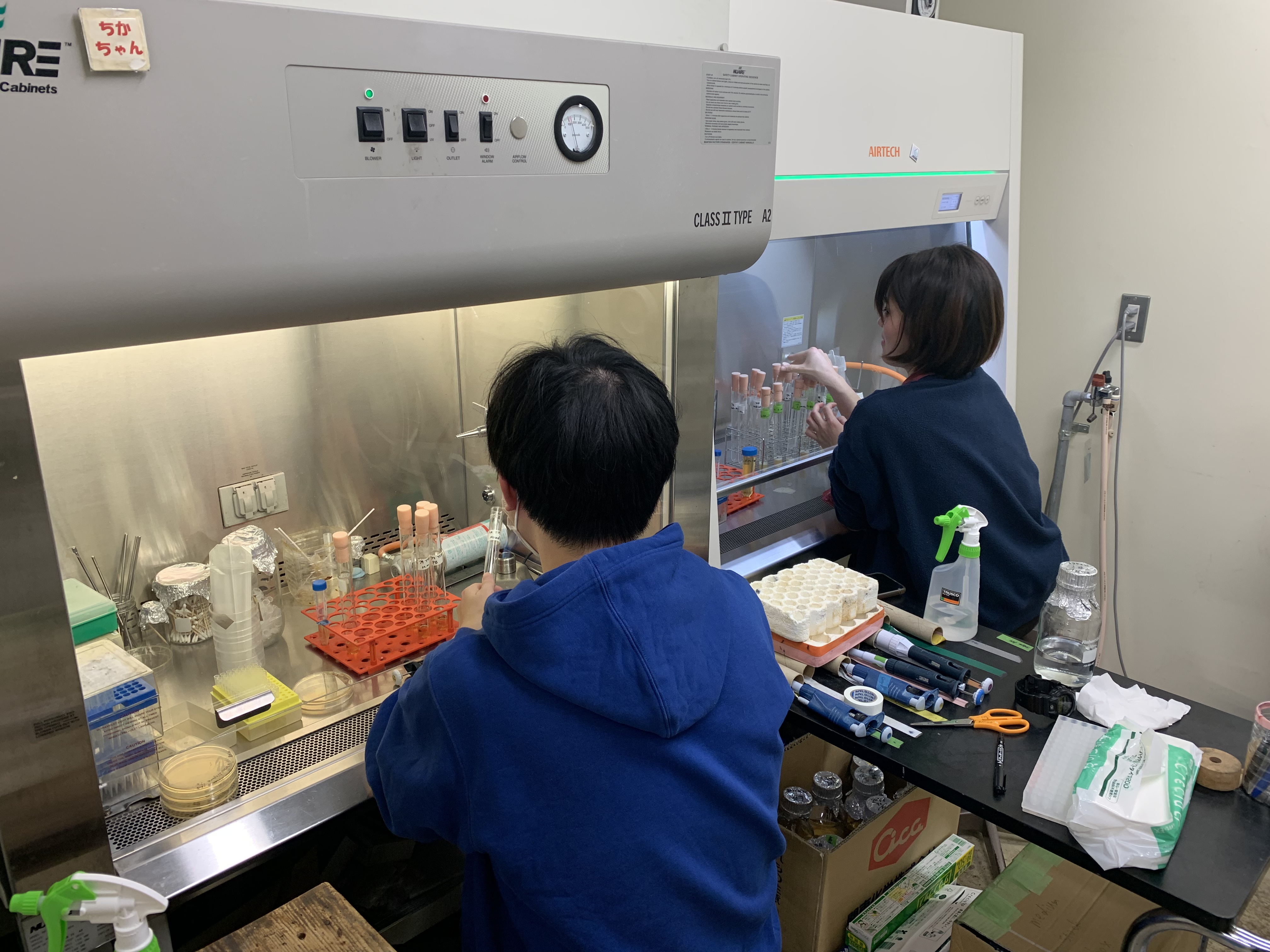 無菌の装置内で細菌を培養する準備をしています。