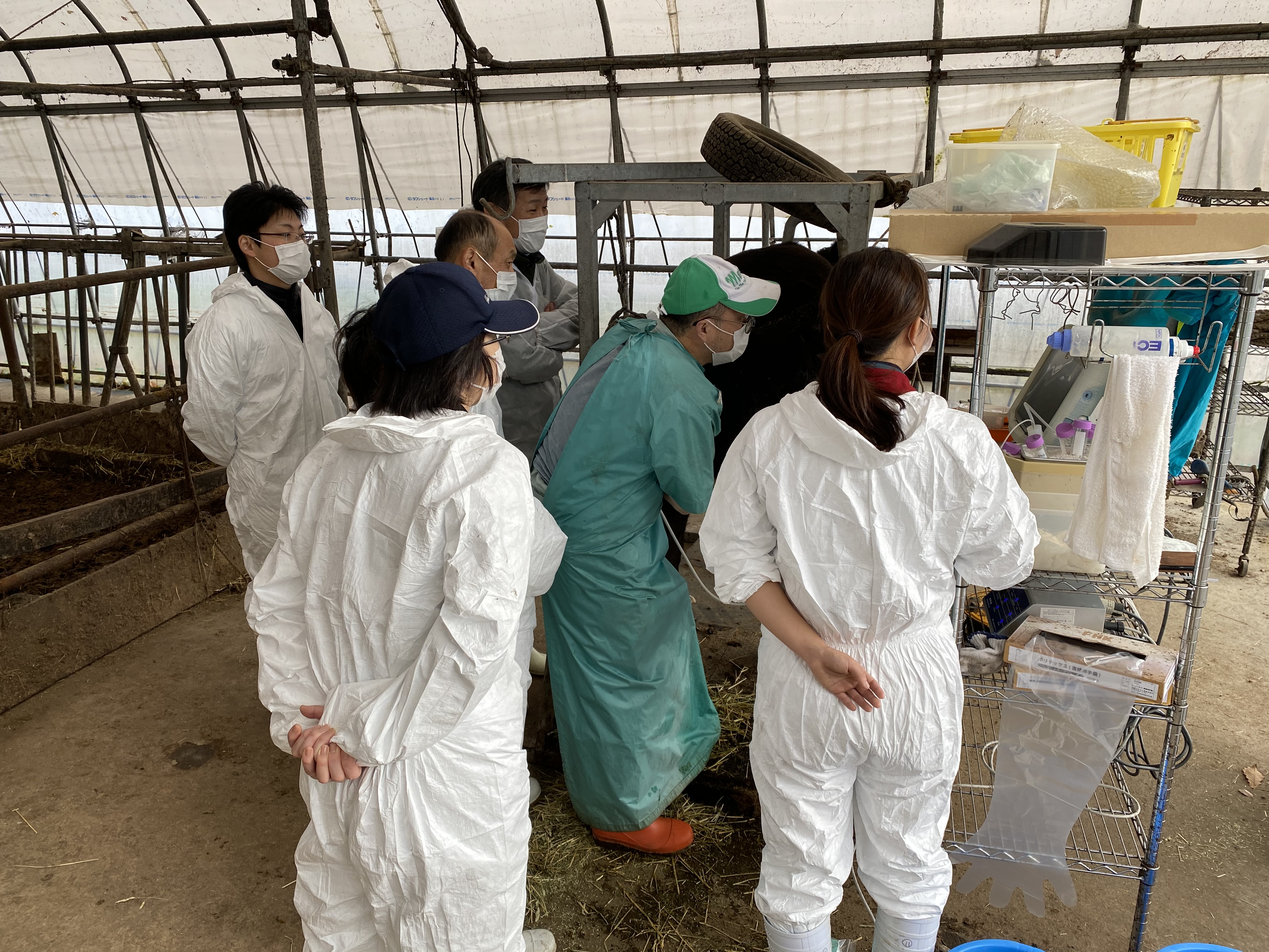 雌牛の卵巣から未成熟卵子を吸引する研修会での１場面