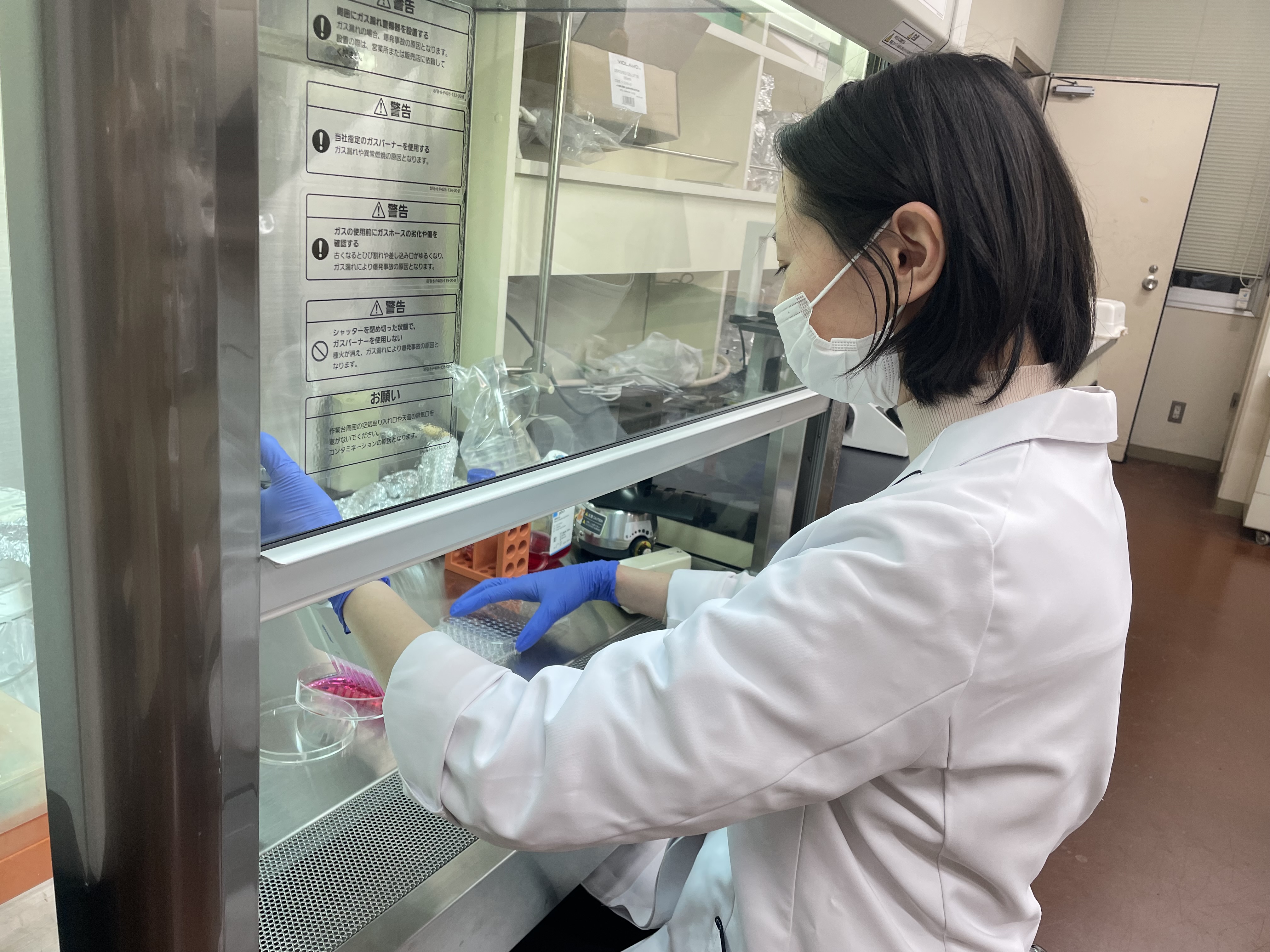培養細胞を播いています。この後、試薬を曝露してモデル細胞にし、保護薬の探索を行います。