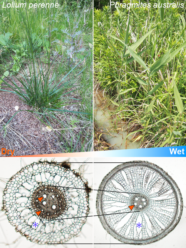 イネ科雑草の例。左は乾いた土に育つホソムギ、右は湿った土に育つヨシ。下はそれぞれの植物の根を輪切りにした切片。オレンジの矢尻は道管、青い米印は通気組織。ホソムギは道管を含む中心部が大きく、ヨシは通気組織を含む周囲の部分が顕著に大きいことがわかります。