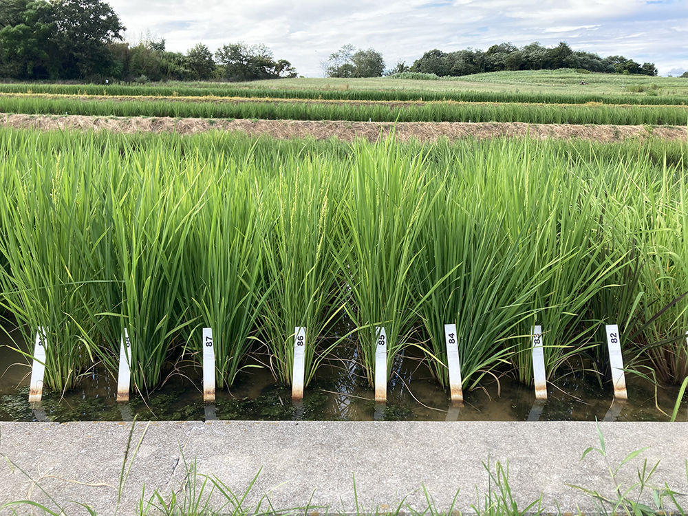名古屋大学大学院生命農学研究科附属東郷フィールドの水田において様々なイネの品種や系統を栽培して研究を展開しています。