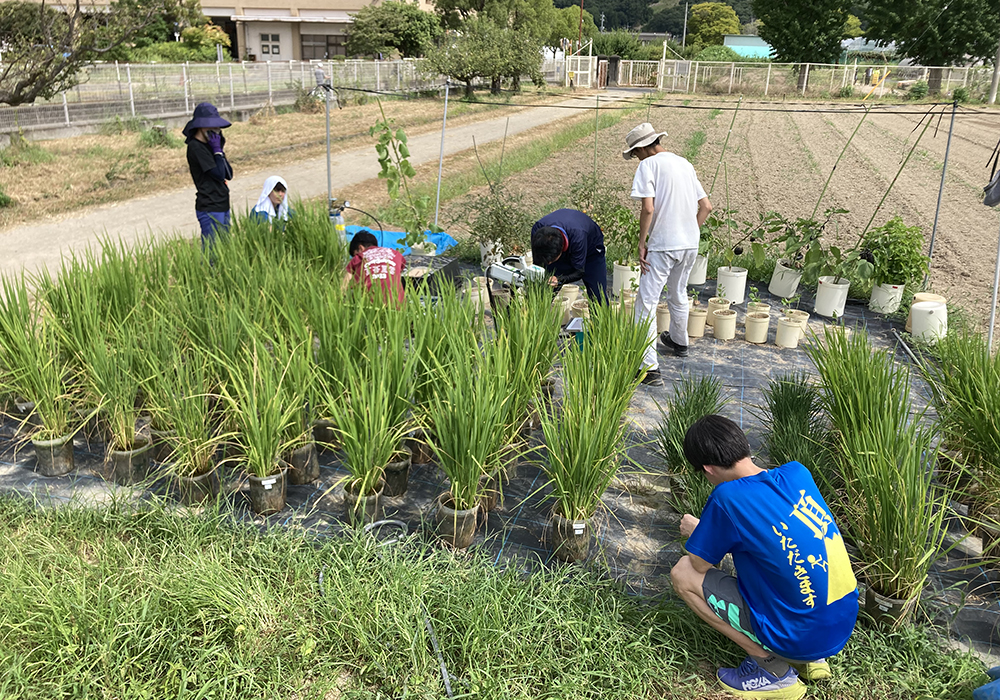 出張先での調査の様子。イネを野外で栽培して様々な調査をする際には、グループみんなで協力して作業をおこないます。