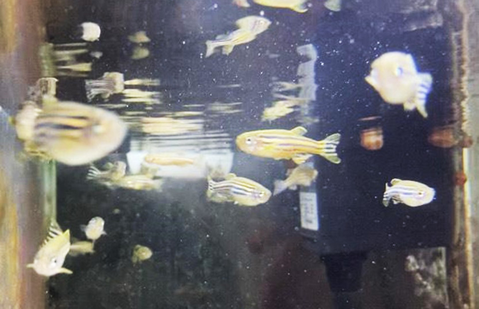 主に研究に使う魚、ゼブラフィッシュです。世界中で発生生物学のモデル生物として使われています。たくさん卵を産み、一世代も短いので、発生学や遺伝学の研究に適しています。