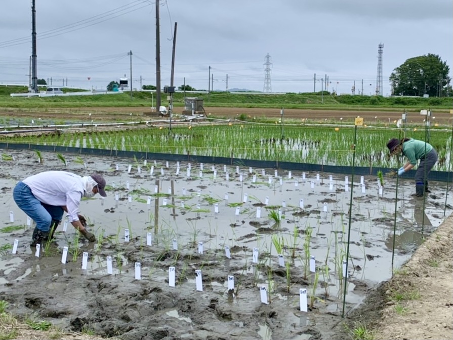 田植えの様子