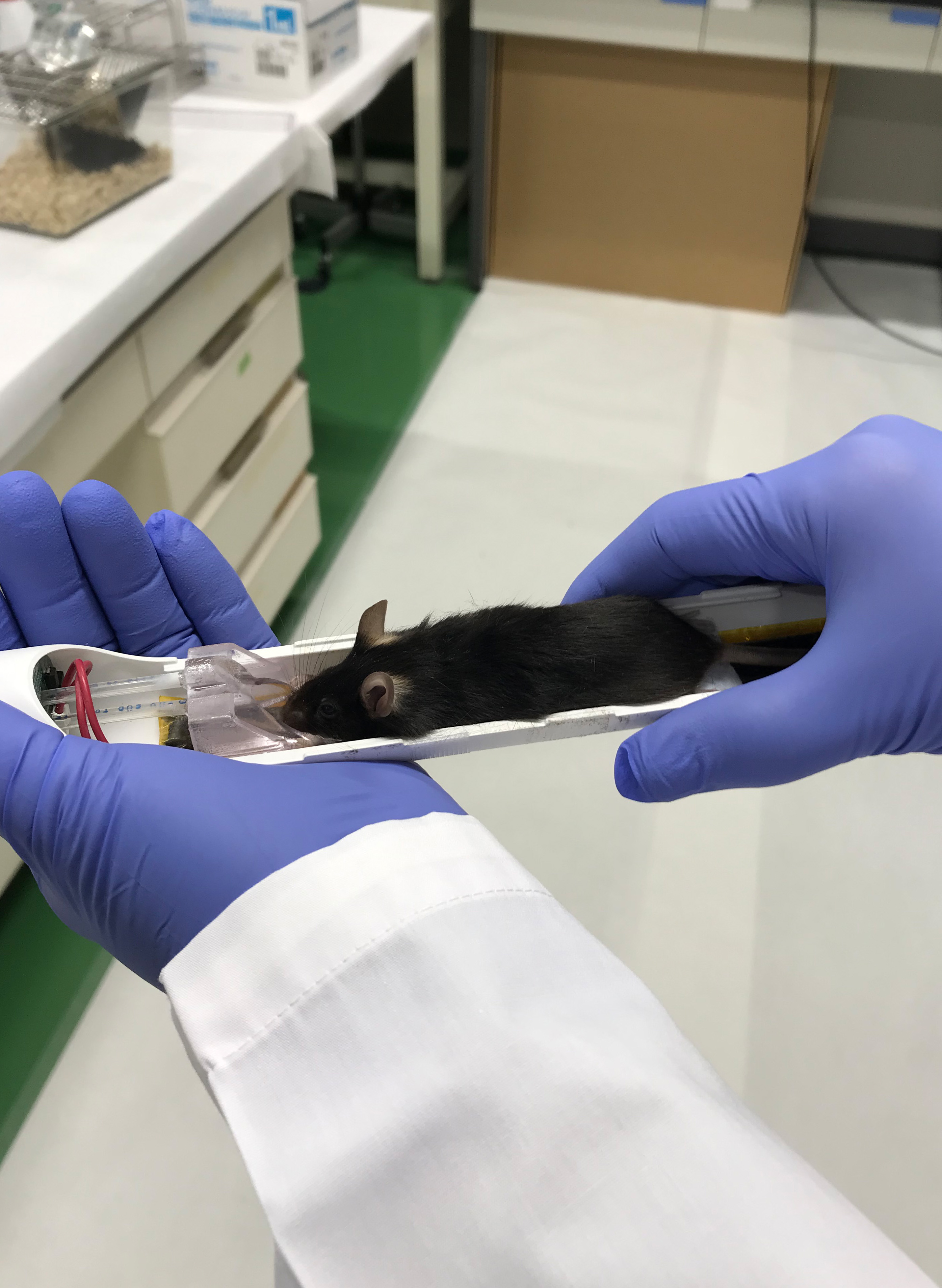 放射性化合物を投与したマウスを麻酔した後、ステージに載せて撮像します。