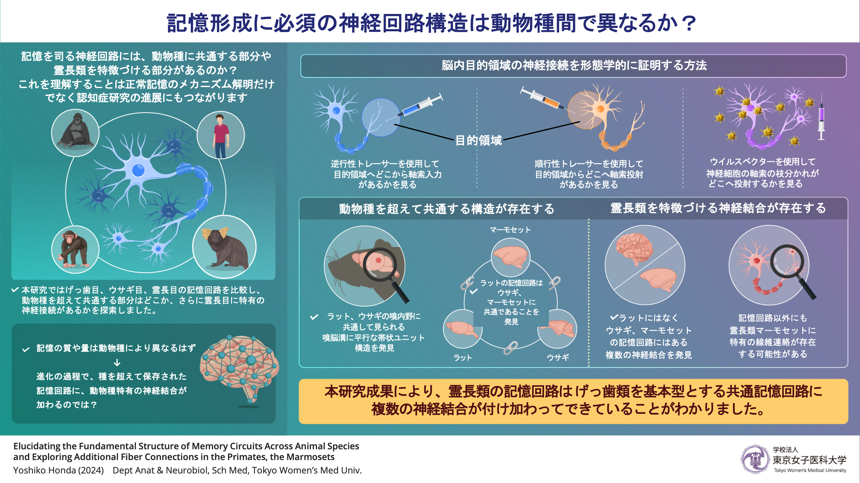 研究の概念図