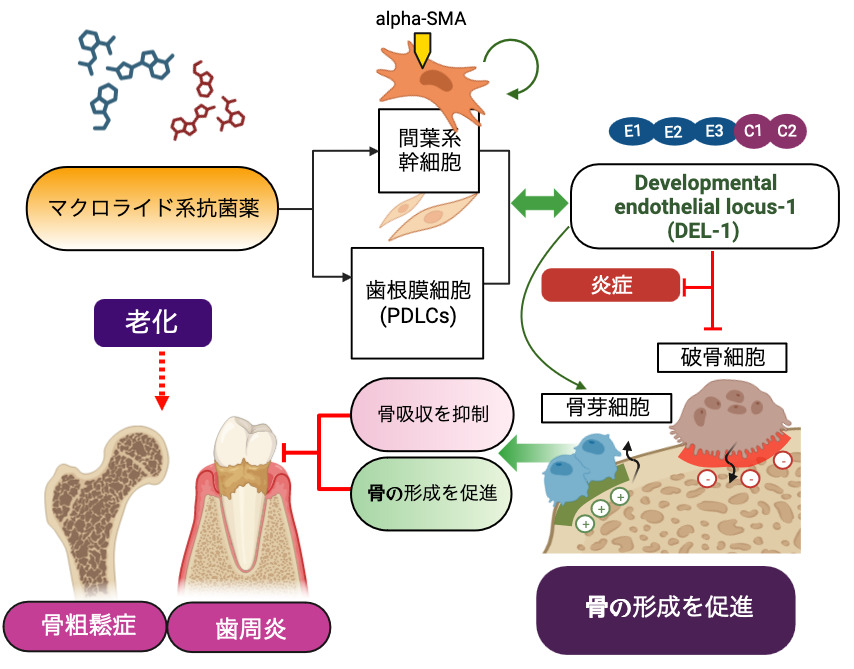 老化した体ではなかなか骨を再生することができません。そこで研究室では、骨を再生するために必要なDEL-1という分子を誘導させることで、減った骨を増やそうと取り組んでいます。