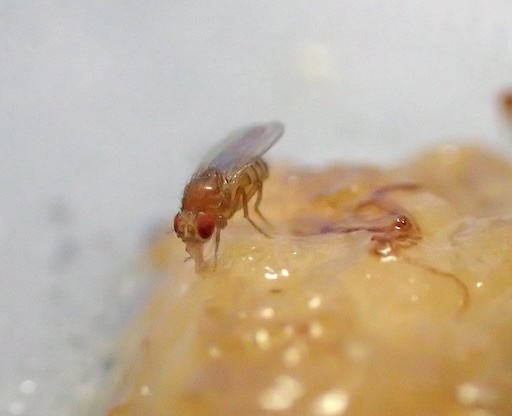 酵母や細菌によって発酵したバナナを食べるキイロショウジョウバエの成虫