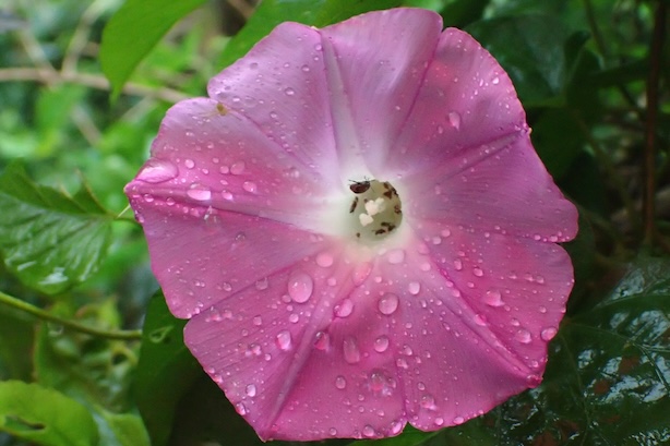 アサガオの花とカザリショウジョウバエ(雌しべ周辺の小さく多数いる昆虫)。このショウジョウバエは日本では沖縄県に生息しています。