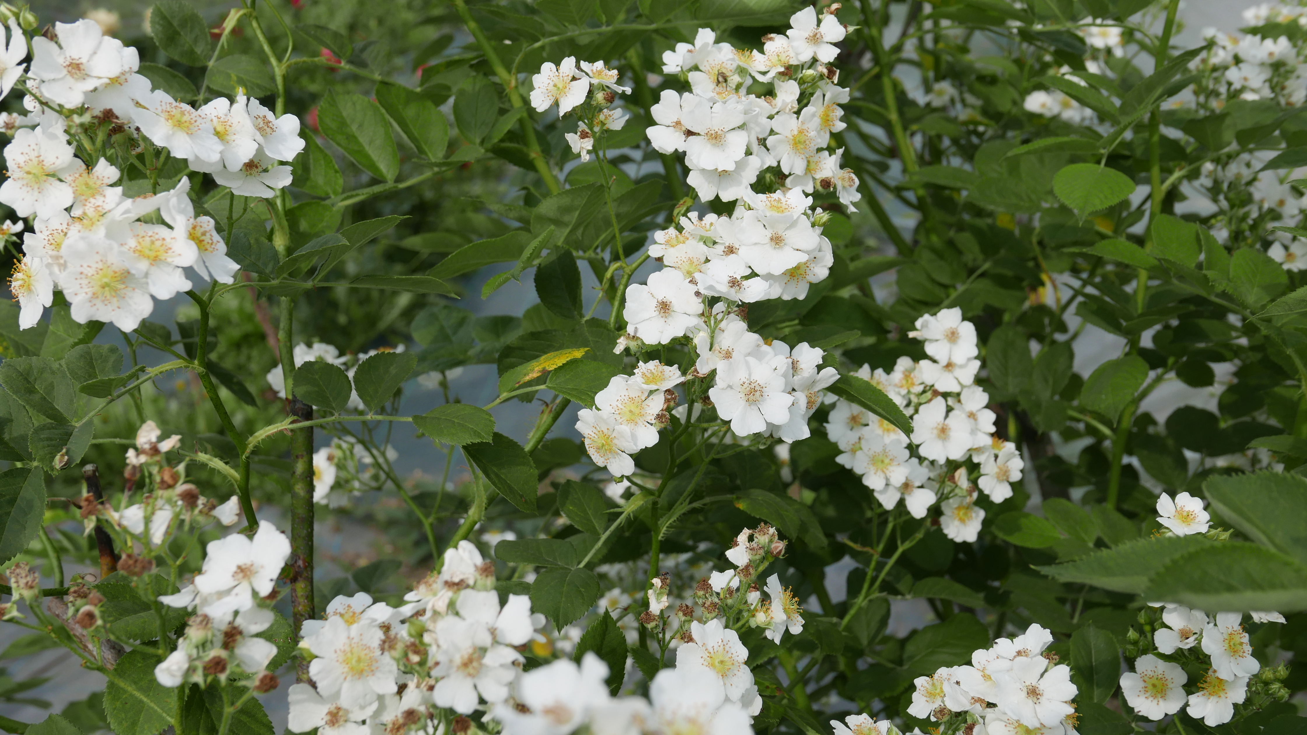 研究材料で、花弁の縁が扇状になだらかな弧を描いているバラ個体です。