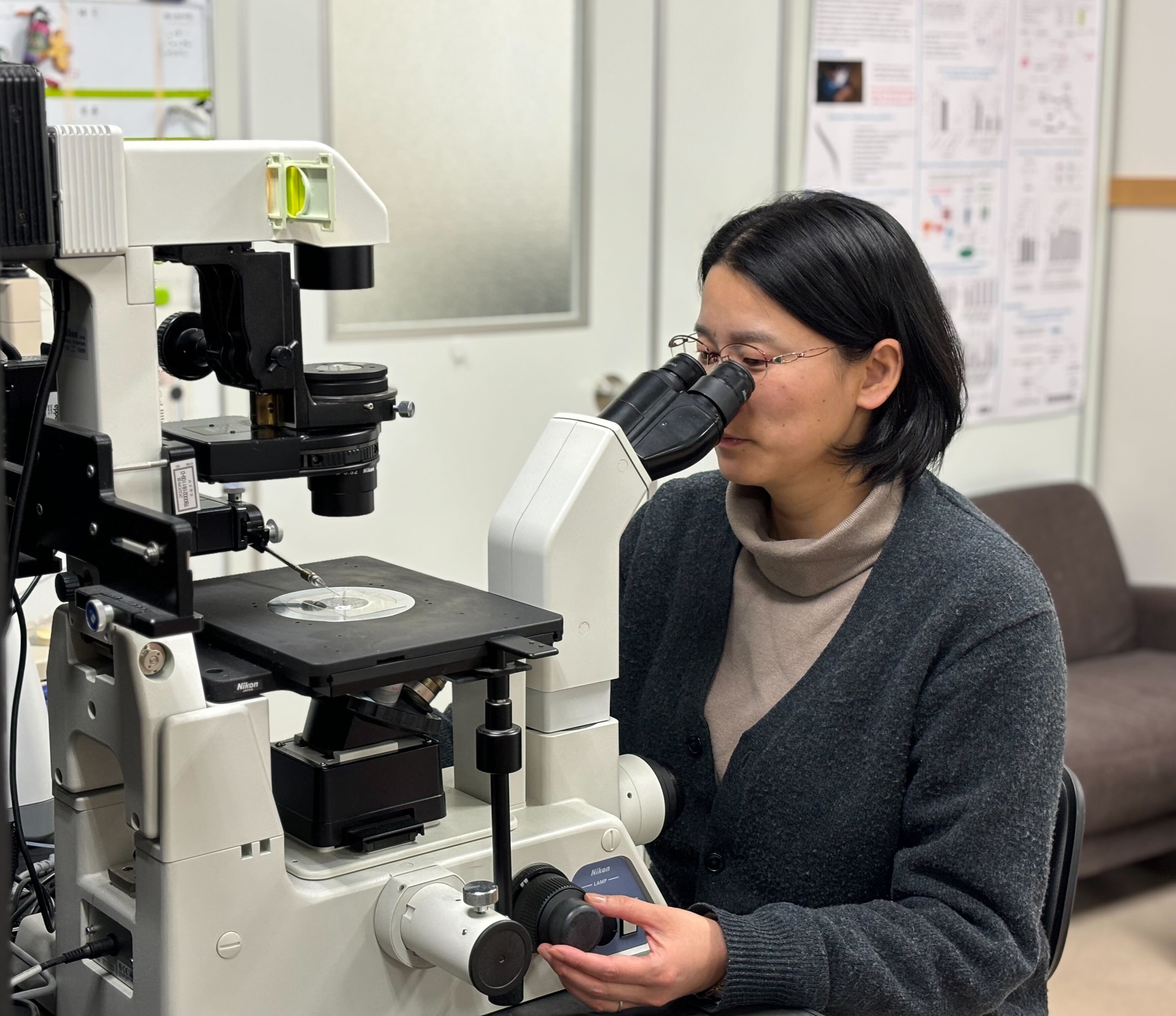 線虫の生殖腺に細い針を使ってDNAなどをインジェクションしている様子。ゲノム編集によって特定の遺伝子に変異をもつ個体を作出することができます。