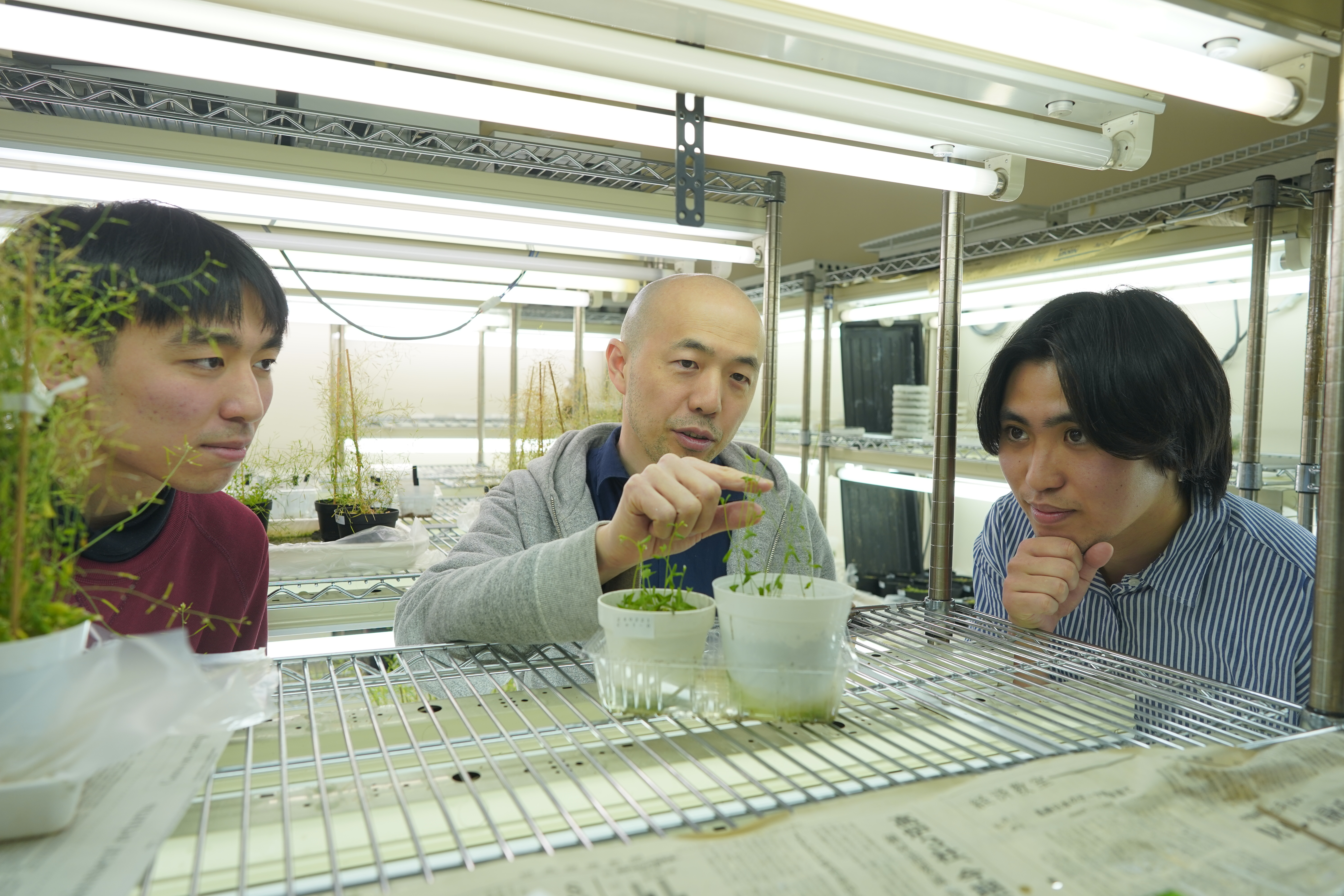 当研究室で扱っているシロイヌナズナの形態について、学生に説明している様子です。シロイヌナズナにピントがあっておらず、少々わかりにくいですが、オーキシン極性輸送が異常になるpin1突然変異体（右側）と野生型（左側）の写真になります。pin1変異体では、花芽が形成されず、先端がPIN状になった棒状の花茎を形成することが知られています。