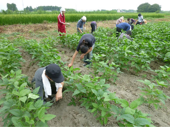 「アジア学院」での実習 。「草取りがこんなにきついとは 思わなかった。」