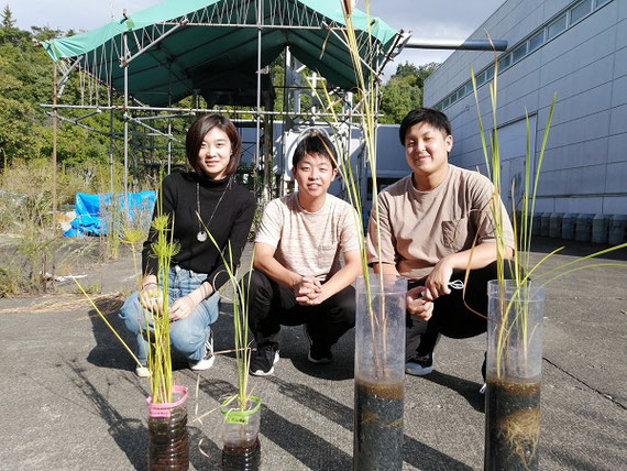 実験用の人工湿地でマンガンを除去する研究チーム（今年2020年、大学で撮影）