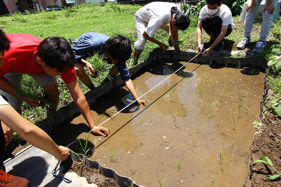 栽培実習での田植えの様子