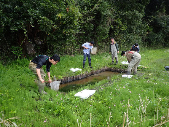 創ったビオトープでサンショウウオ・水生昆虫調査のようす