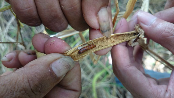 イネの茎に棲む農業害虫。近隣の森林に棲むトリなどの天敵との関係を調査中。