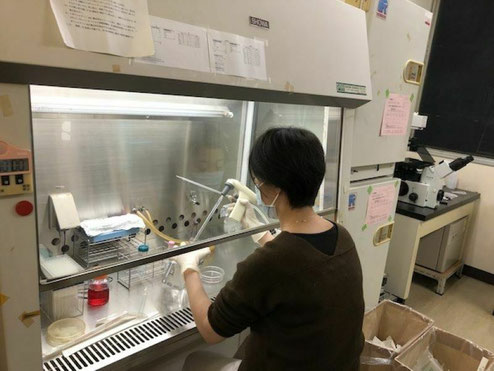 細胞培養実験中
