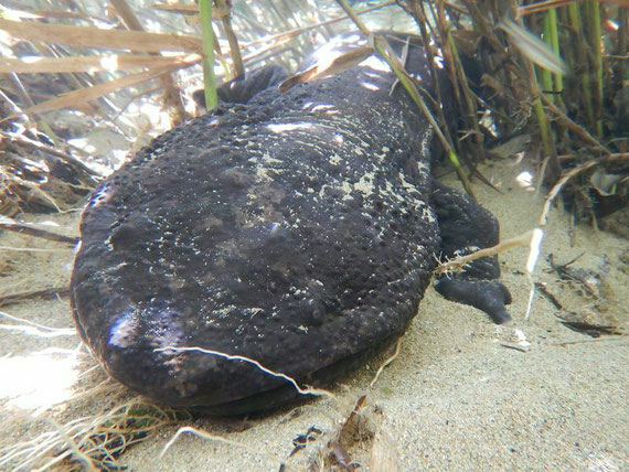 研究室の合宿ではオオサンショウウオの観察会の手伝いなどもします
