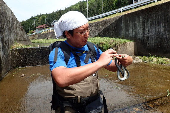 最近はヘビの生態調査やサンショウウオの遺伝子解析などもしています