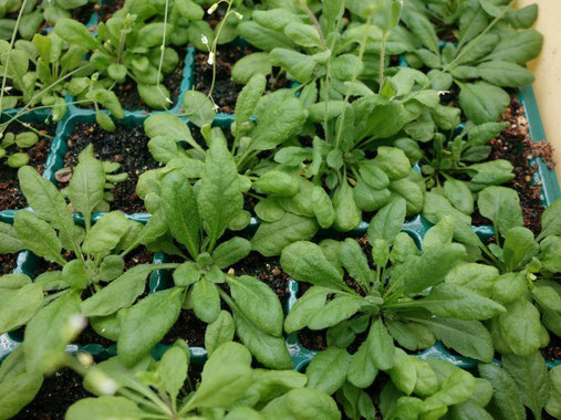 研究材料のシロイヌナズナを植物培養施設内で生育させています。研究では、このシロイヌナズナにイネいもち病菌を接種し、いろいろと解析しています。