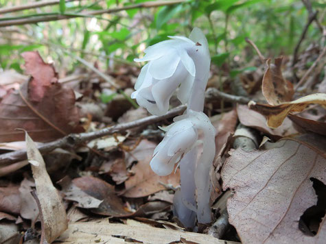 森の地面にたたずむギンリョウソウ。葉緑素のない植物の中には、根に菌根菌と共生関係をもつ仲間がおり、この菌はさらに周囲の樹木ともつながっています。菌根菌が樹木と地面近くの植物とのパイプ役となり、養分を運んでいるのです。