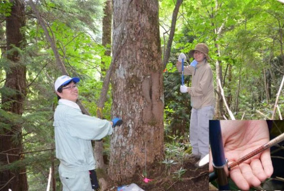 気候復元を目的とした年輪コア試料の採取。樹木への影響を最小限にとどめるように直径5mmのコア試料を採取します。 2018.8.奥日光