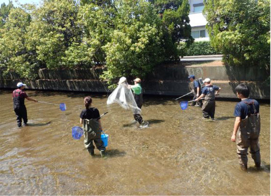 河川における魚類の繁殖調査。電気ショッカーと投網を使ってアユを捕獲し、環境汚染による繁殖への影響を調査しています。