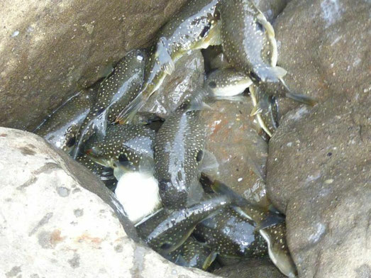 江の島の裏磯に産卵に来たクサフグ