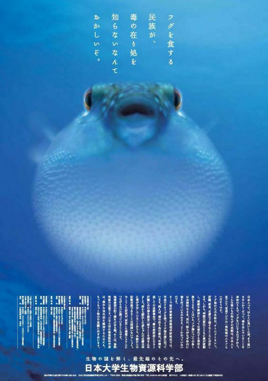 当研究室で飼育していたクサフグが当時の学部ポスターに採用された