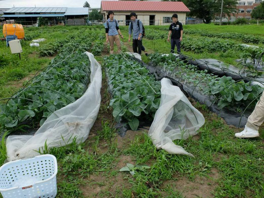 学生実験で生育環境とエダマメの生育との関係を調査
