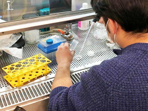 研究室での実験の様子（細胞培養）