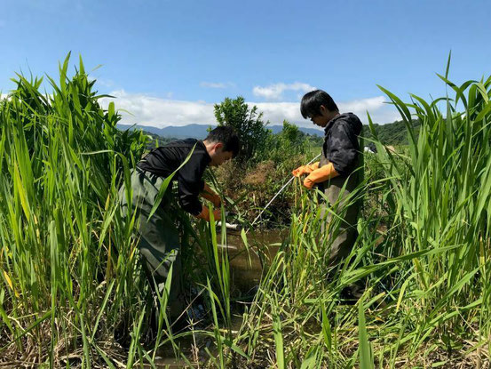 水生生物の調査