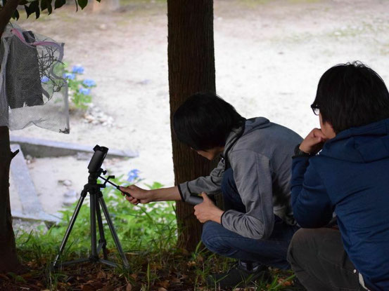 訪花性昆虫の調査