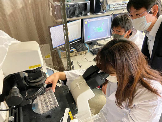 研究室にて、肺高血圧症患者由来の培養細胞を蛍光観察している様子
