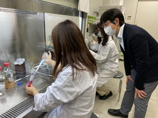 研究室にて、肺高血圧症患者由来の培養細胞を継代している様子