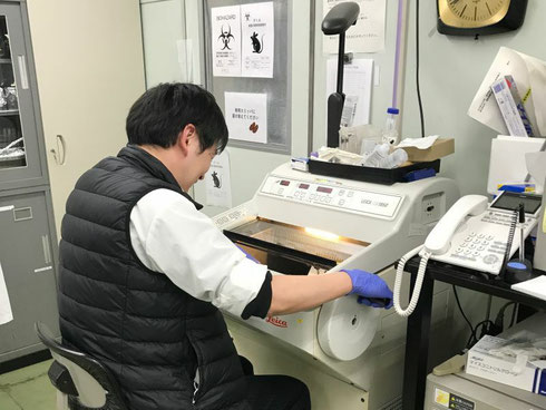 クリオスタットを使って、マウス内耳の薄切切片を作っているところ。この後、スライドグラスに貼り付けて、顕微鏡で観察する。